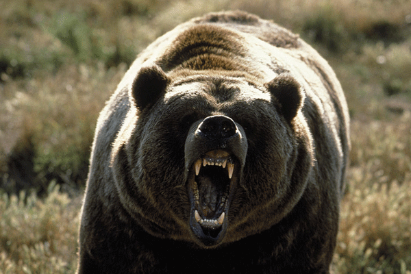 grizzly-bear.jpg